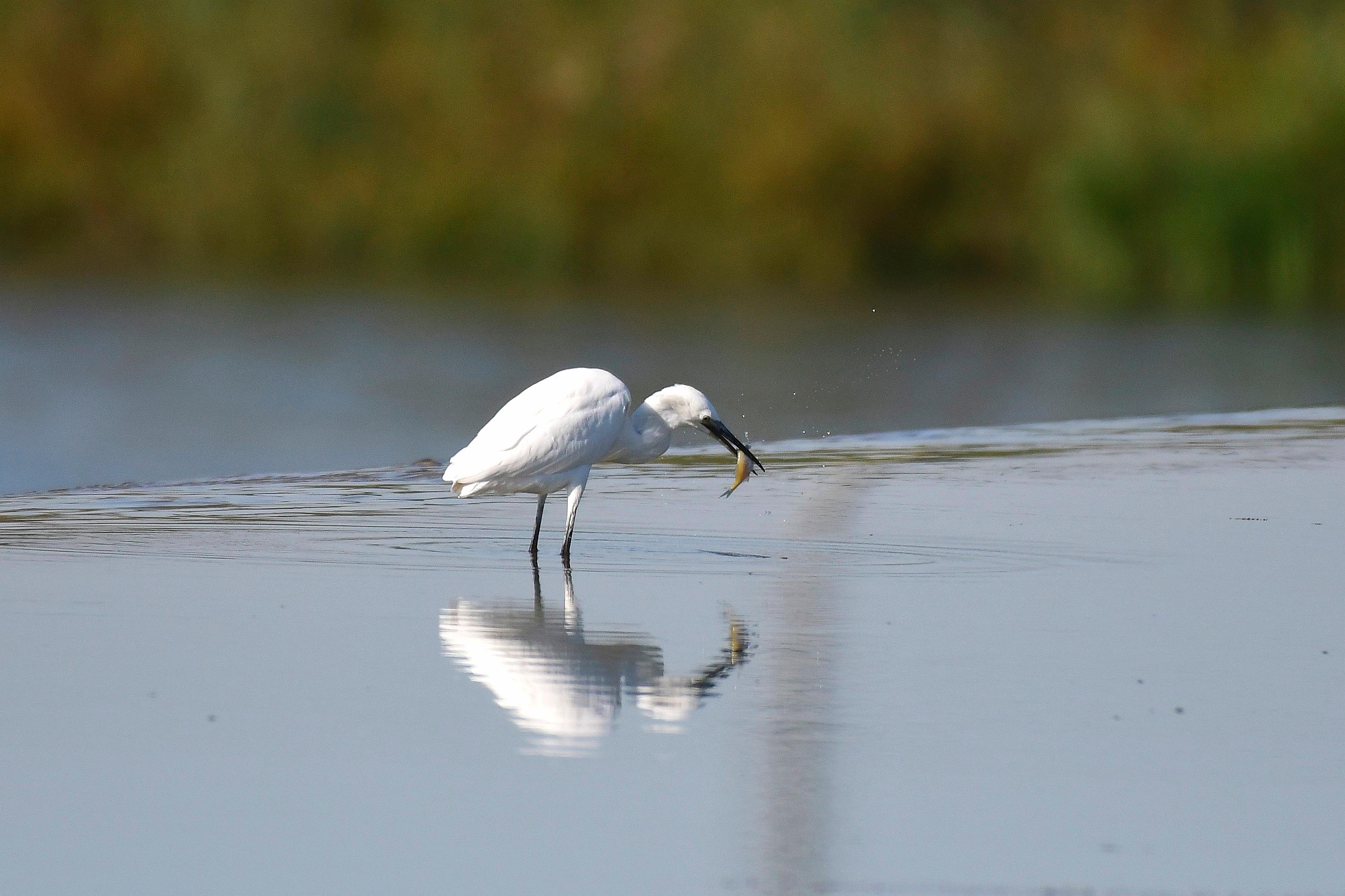 白鹭在迁安市黄台湖景区湿地公园浅水中觅鱼。通讯员 李晓松摄.jpg