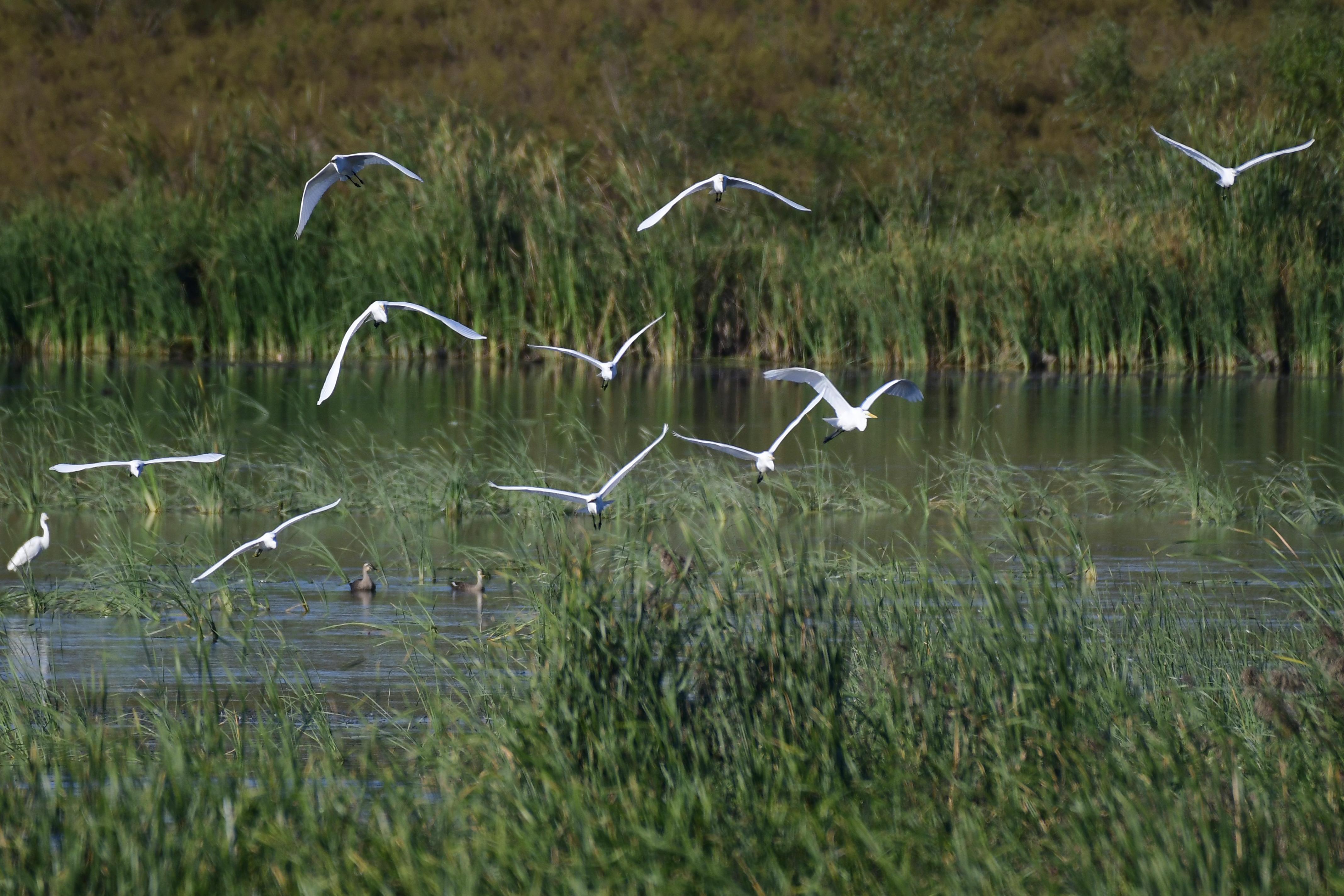 白鹭在迁安市黄台湖景区湿地公园上空飞舞。通讯员李晓松摄.jpg