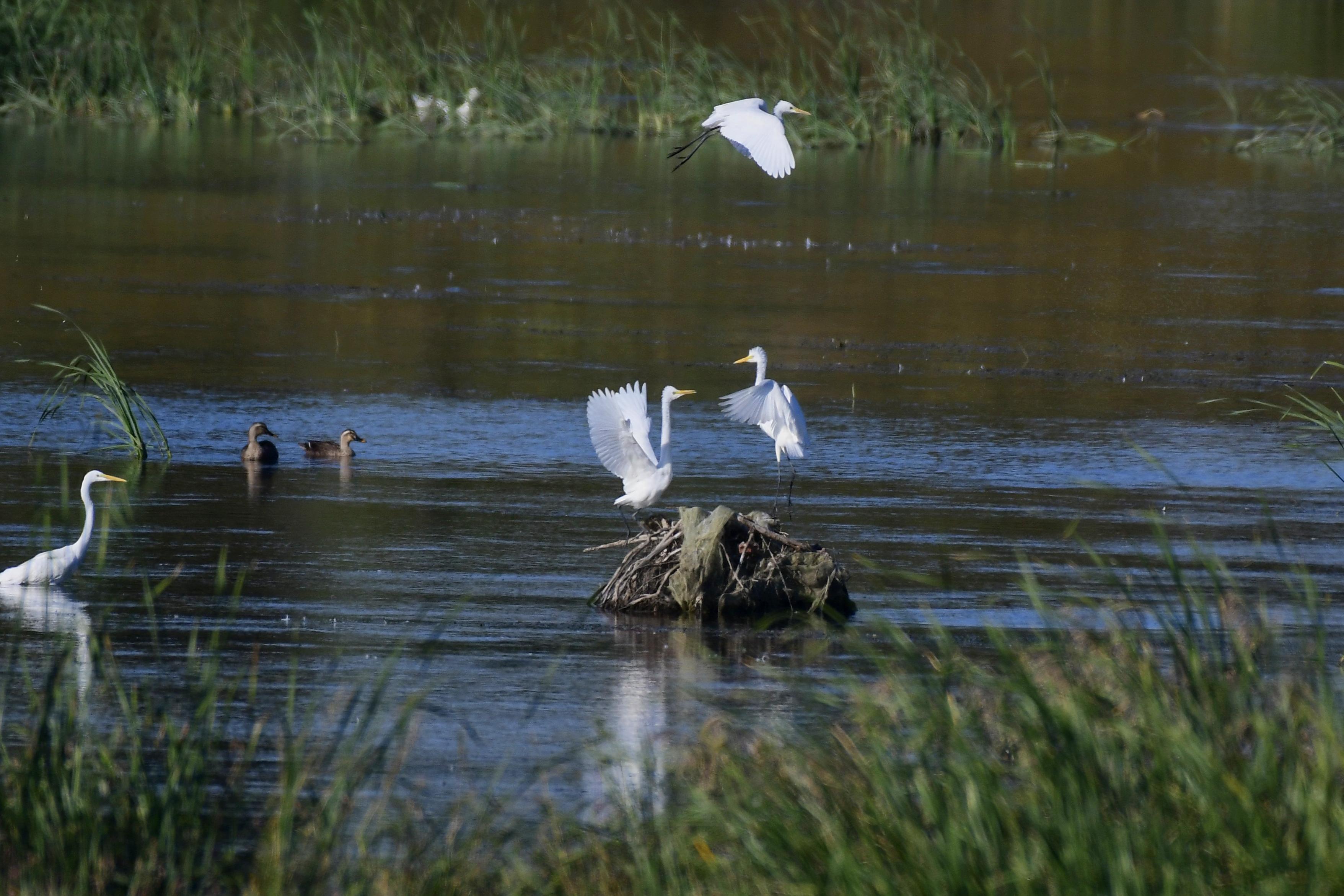 白鹭在迁安市黄台湖景区湿地公园中起舞。通讯员 李晓松摄.jpg