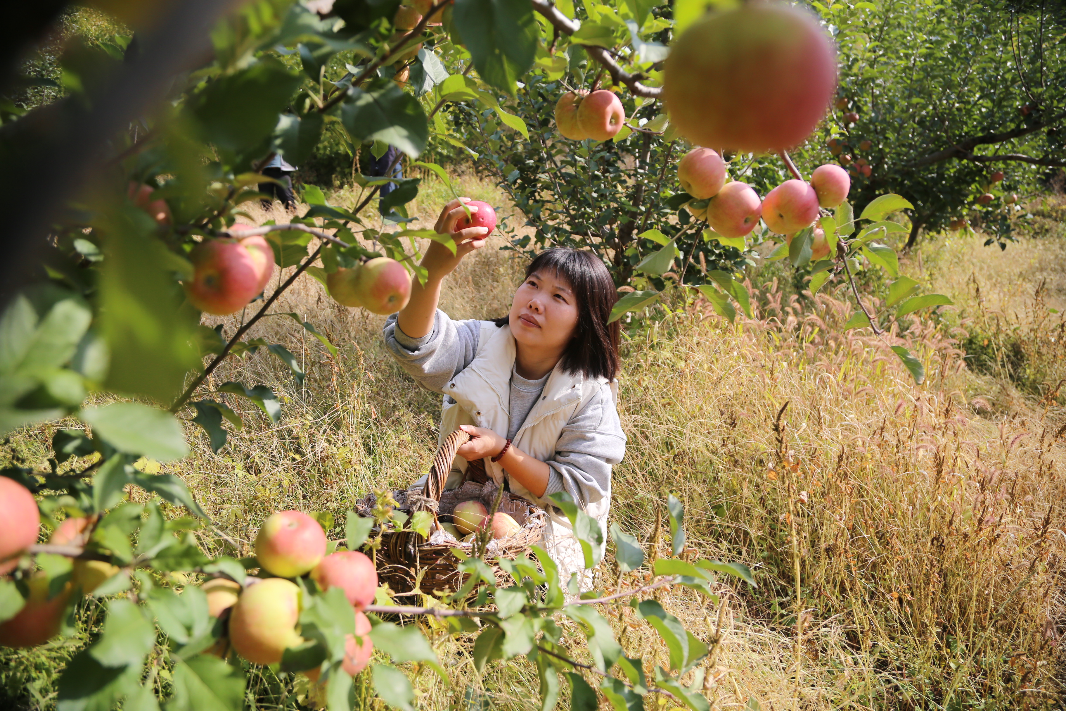 游客在采摘苹果。吴海民摄.jpg