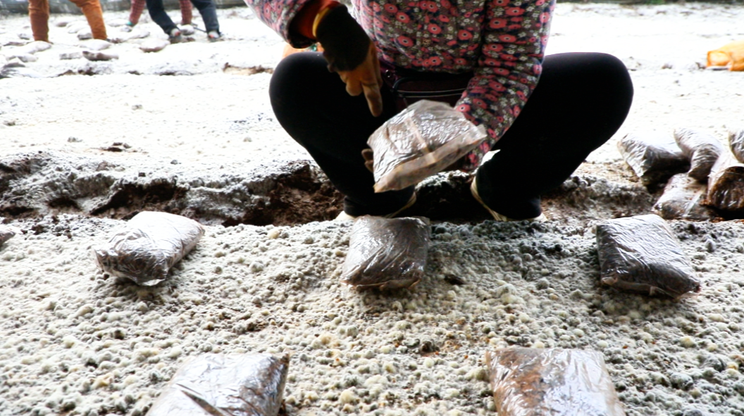 河北迁安：羊肚菌管理忙 冬闲田变“聚宝盆”