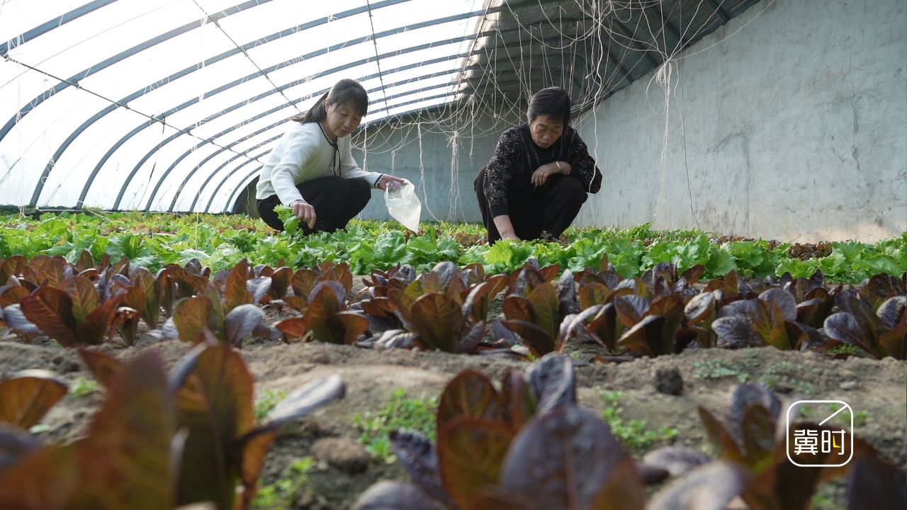迁安:春节采摘人气旺 农旅融合年味浓 迁安:春节采摘人气旺 农旅融合年味浓