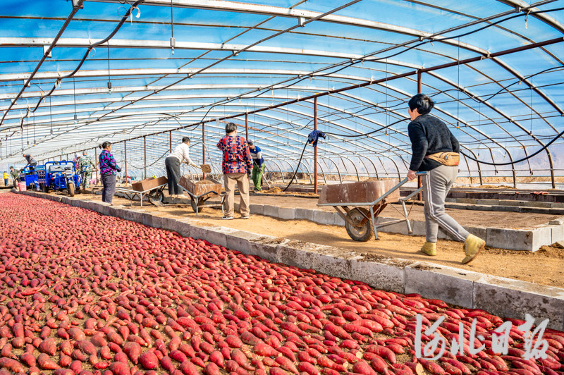 河北迁安:春日红薯育苗忙 河北迁安:春日红薯育苗忙