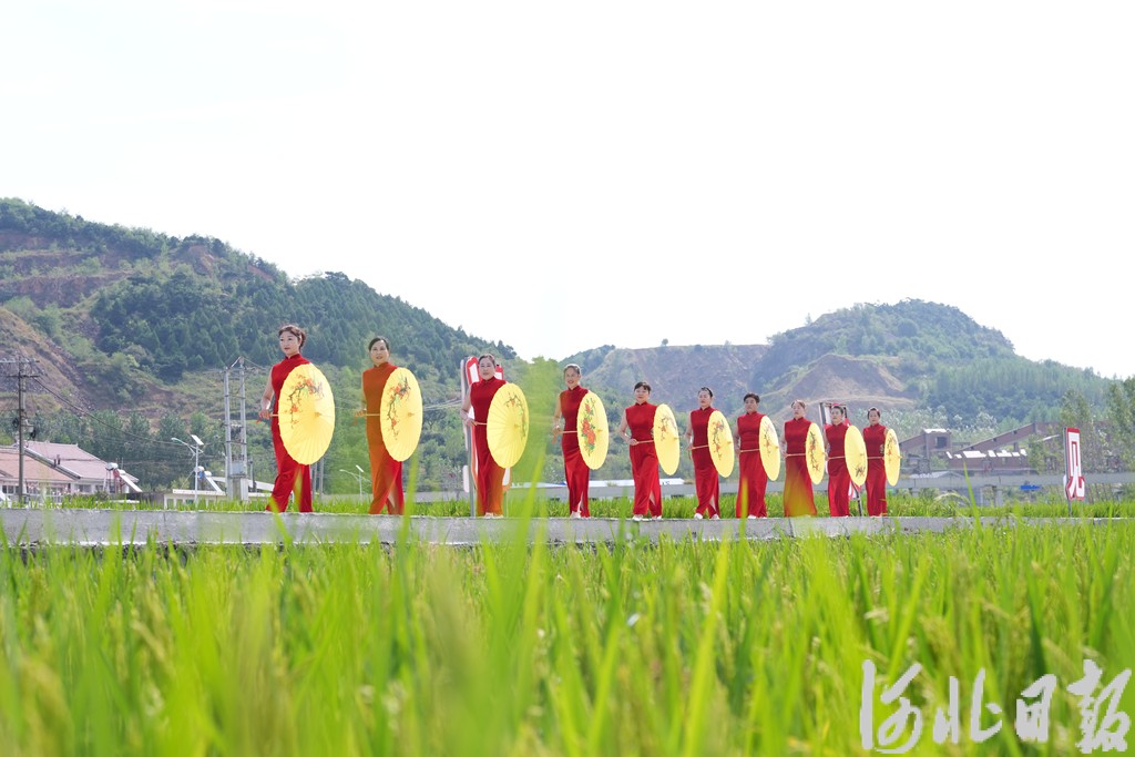 迁安市：稻浪为幕，秀出乡村新风韵